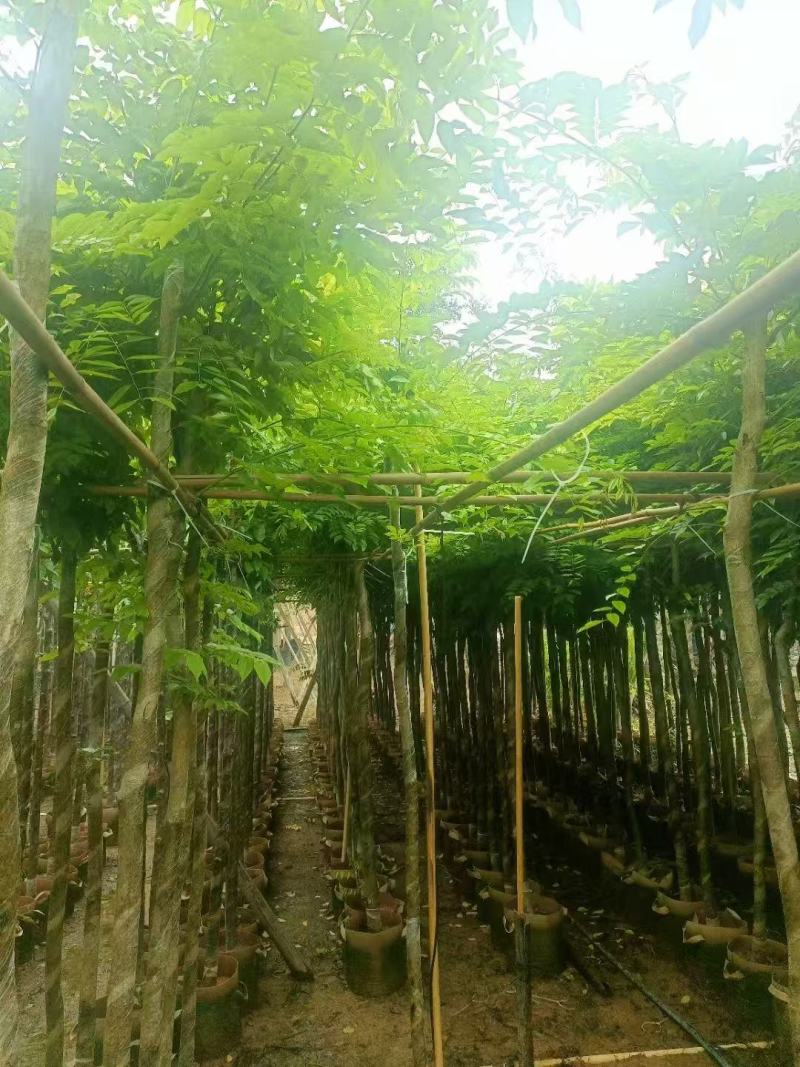黄花梨