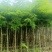 黄花梨