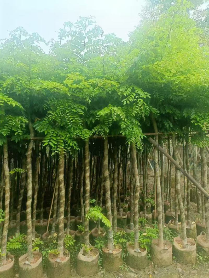 黄花梨