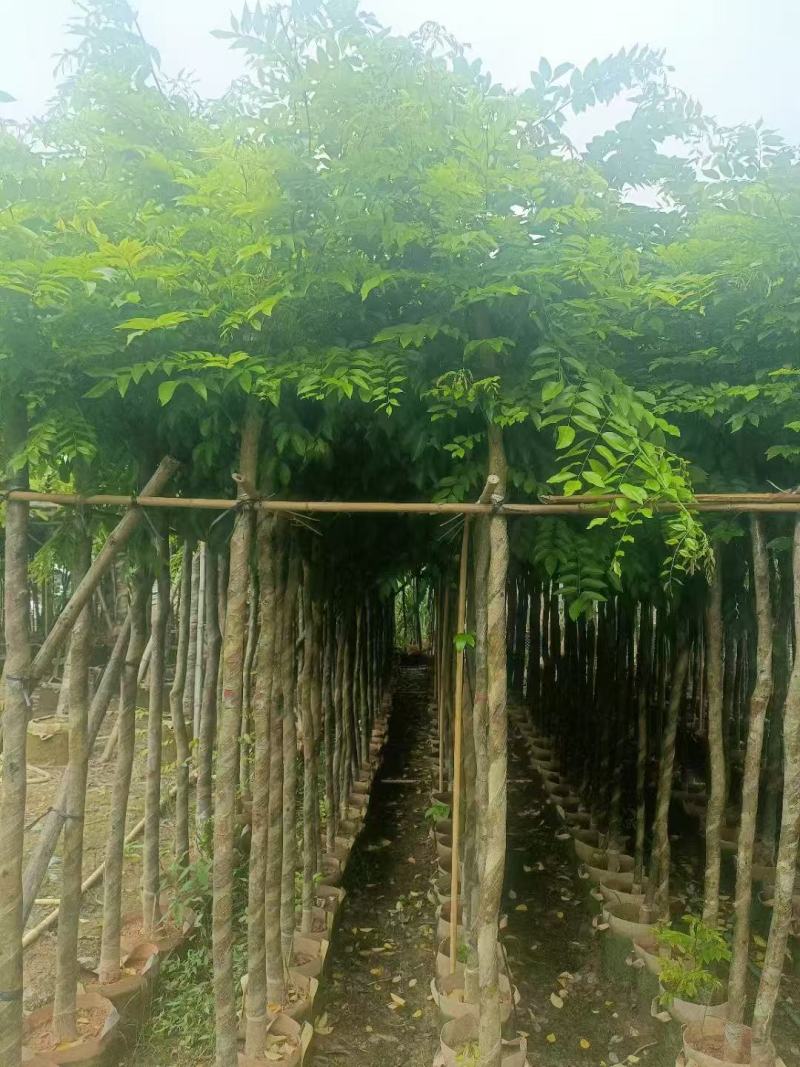 黄花梨