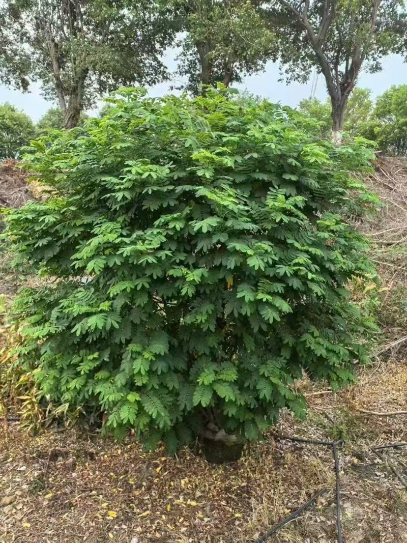 黄槐黄花槐大量低价出售