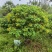 黄槐黄花槐大量低价出售