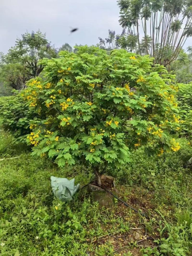 黄槐黄花槐大量低价出售