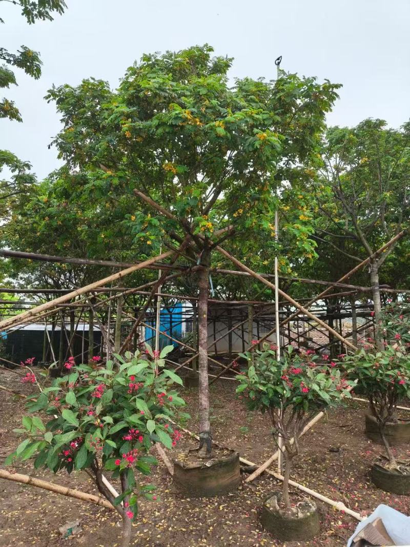 黄槐黄花槐大量低价出售