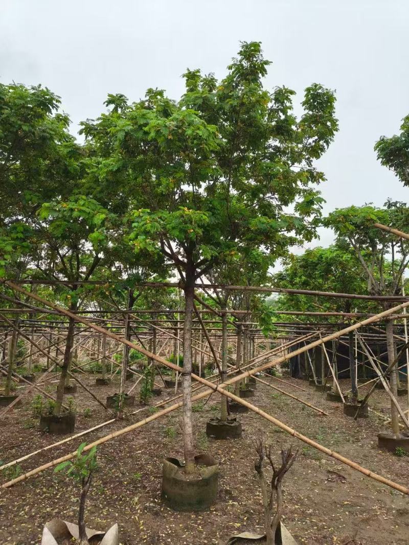 黄槐黄花槐大量低价出售