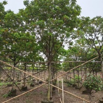 黄槐黄花槐大量低价出售