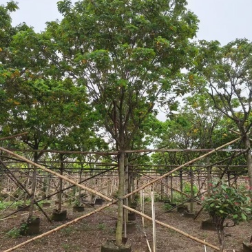 黄槐黄花槐大量低价出售