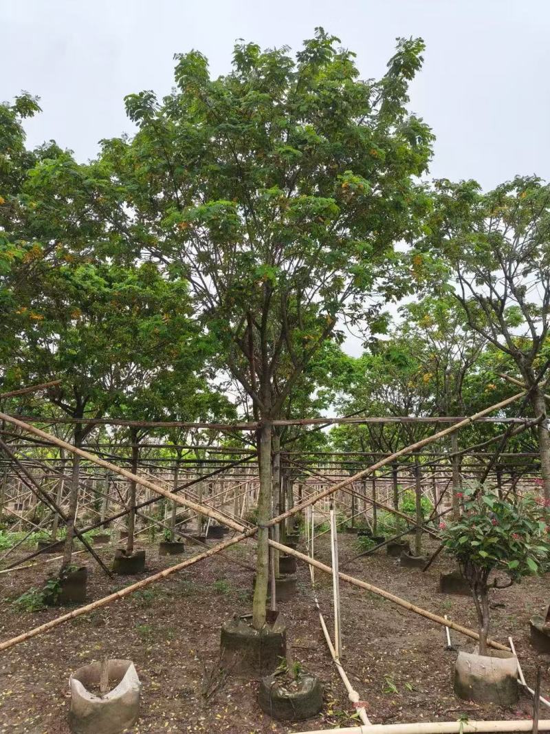 黄槐黄花槐大量低价出售