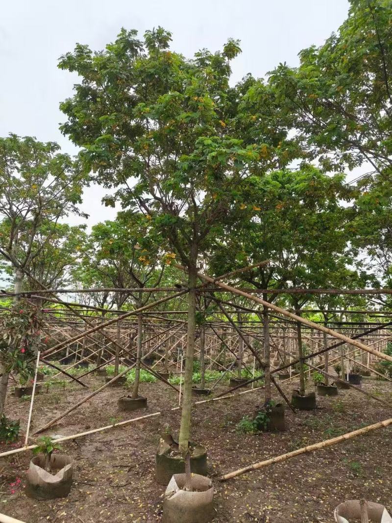 黄槐黄花槐大量低价出售