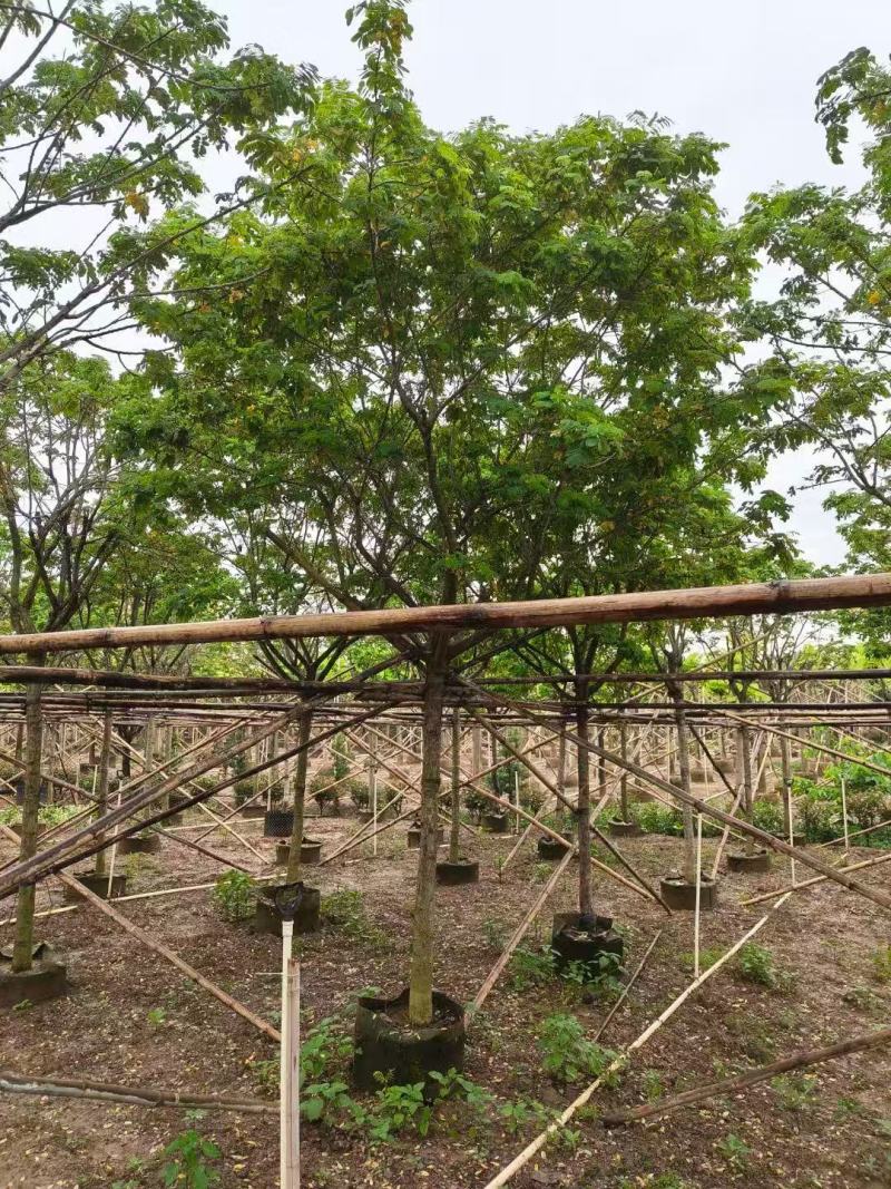 黄槐黄花槐大量低价出售