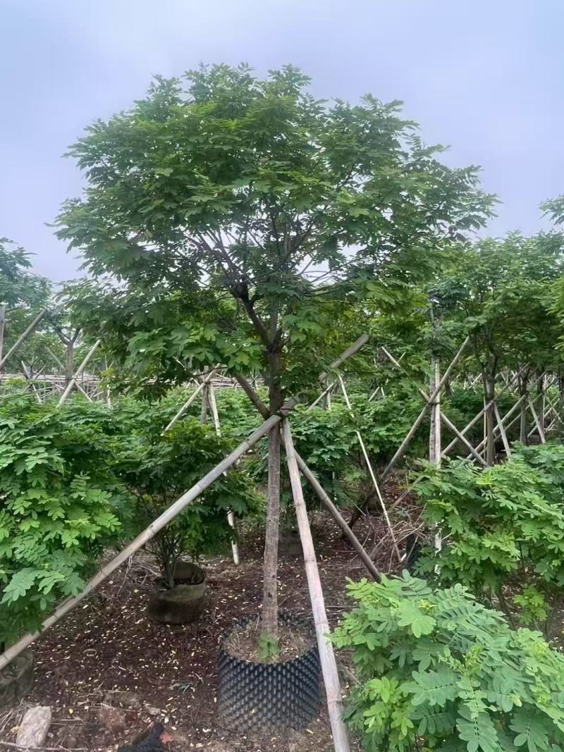 黄槐黄花槐大量低价出售