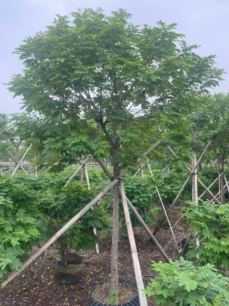 黄槐黄花槐大量低价出售