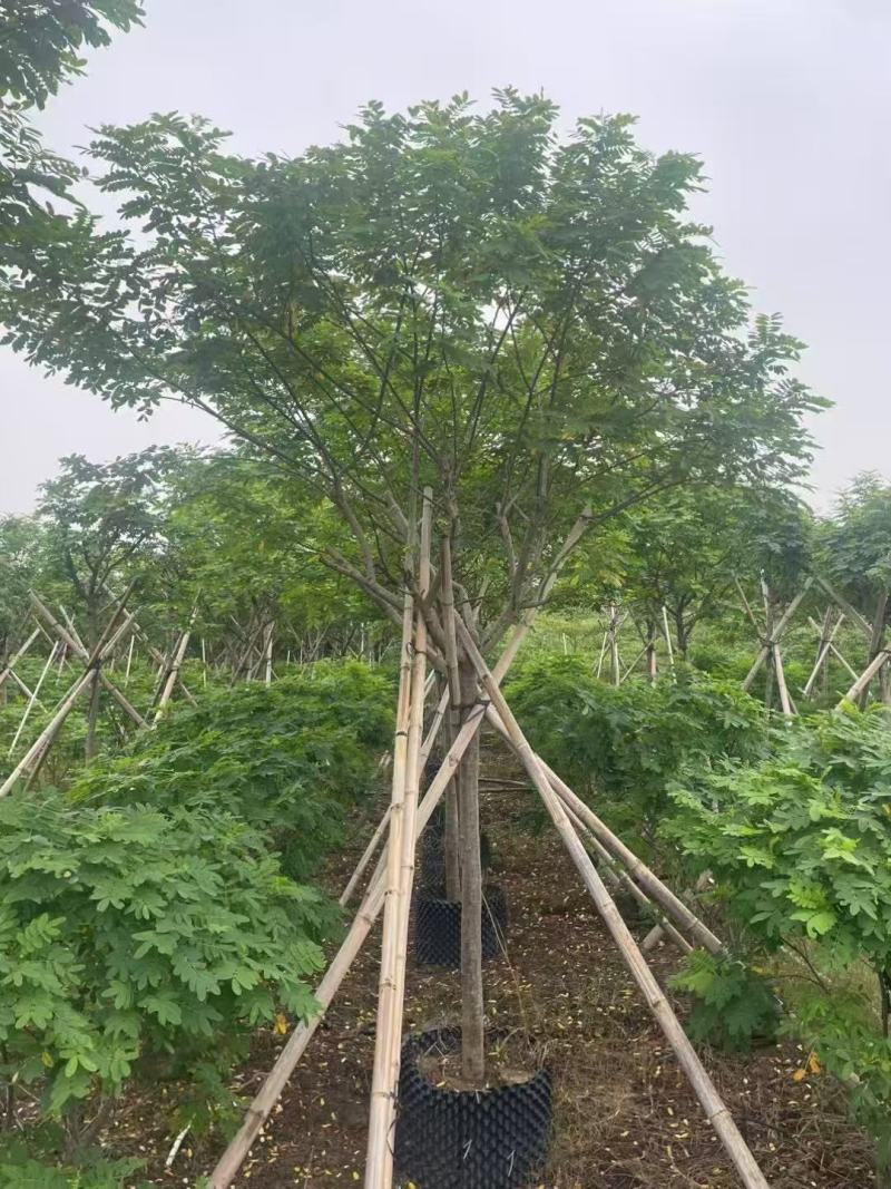 黄槐黄花槐大量低价出售