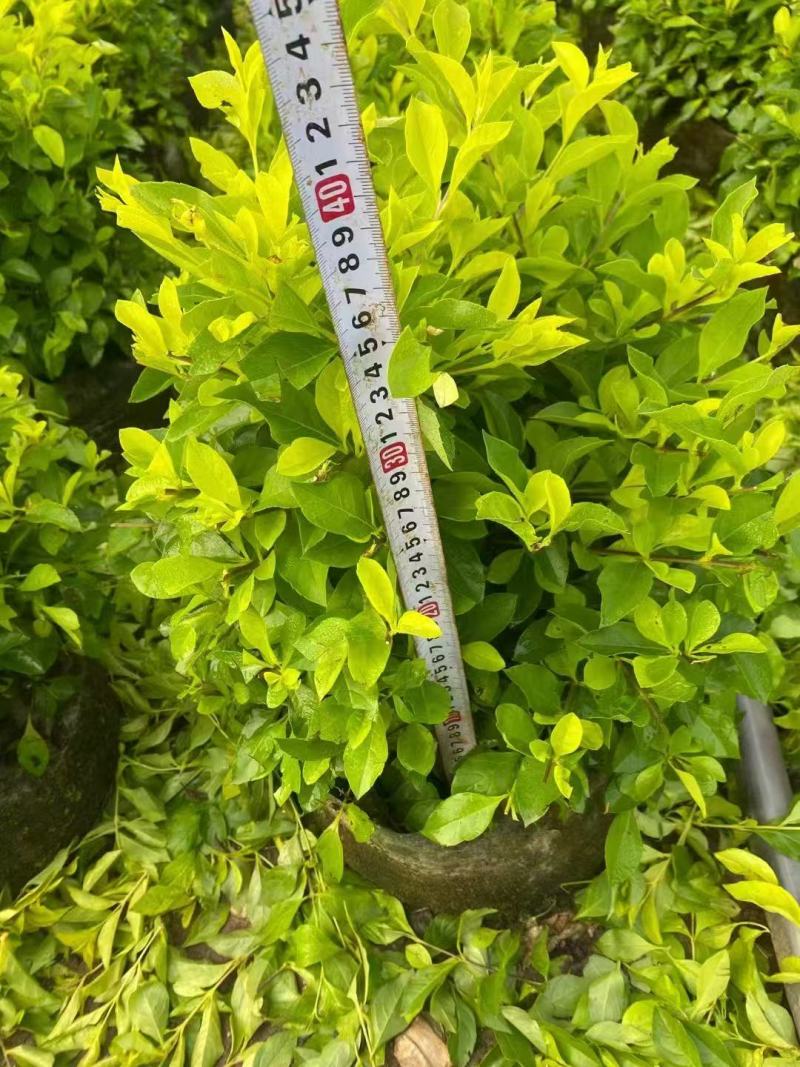黄金叶，黄素梅大量低价出售