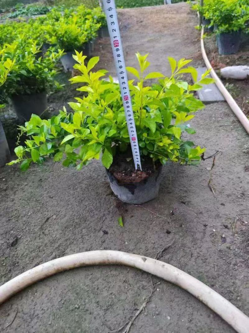 黄金叶，黄素梅大量低价出售