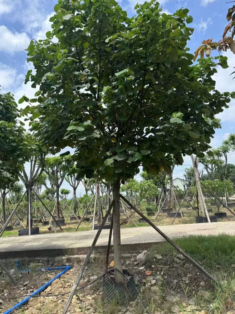 黄慬