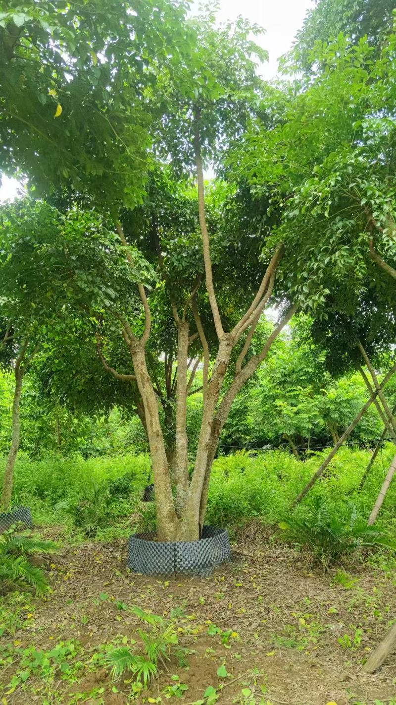 本基地各规格幌伞枫，幸福树基地大量出售