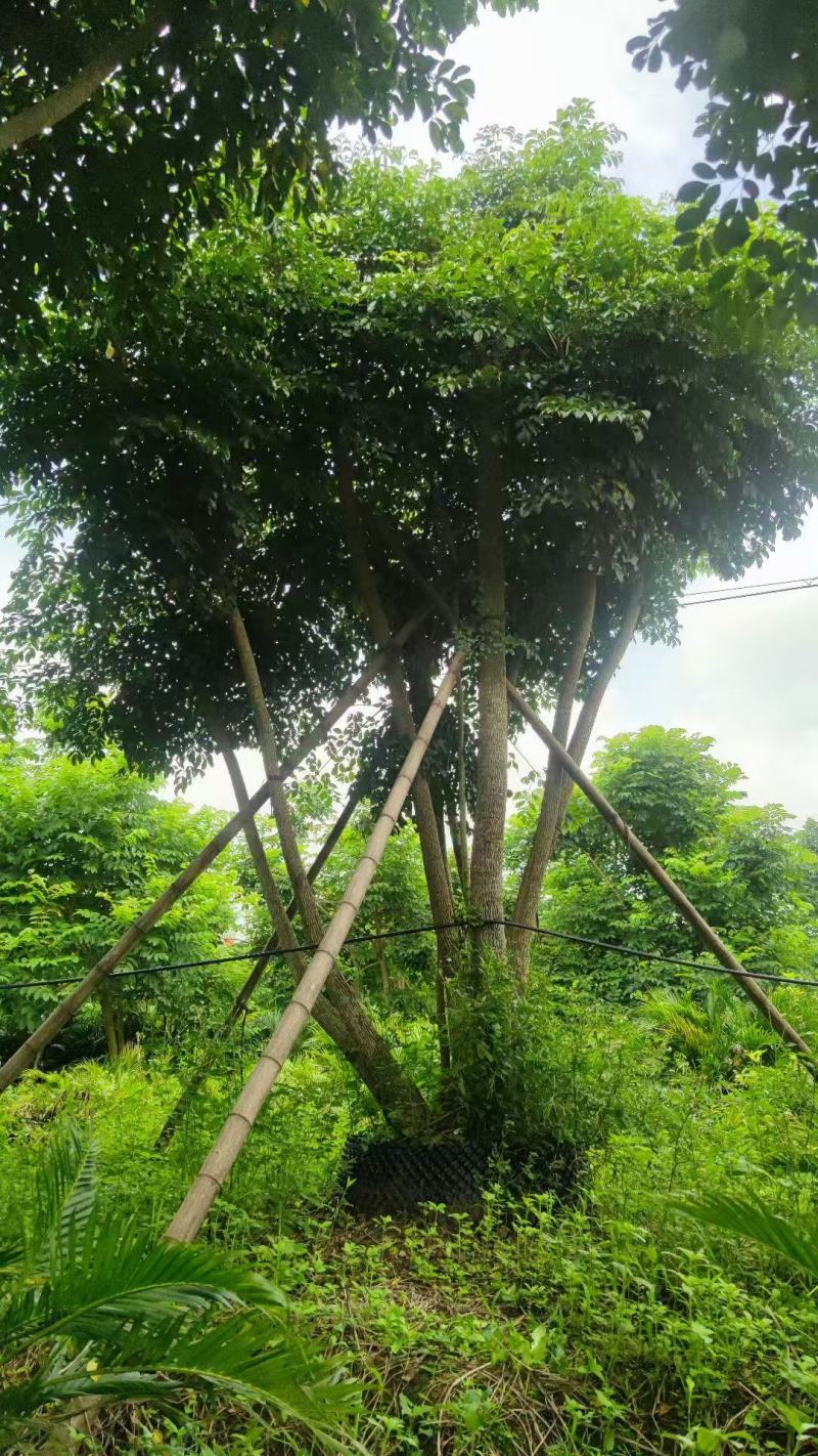 本基地各规格幌伞枫，幸福树基地大量出售