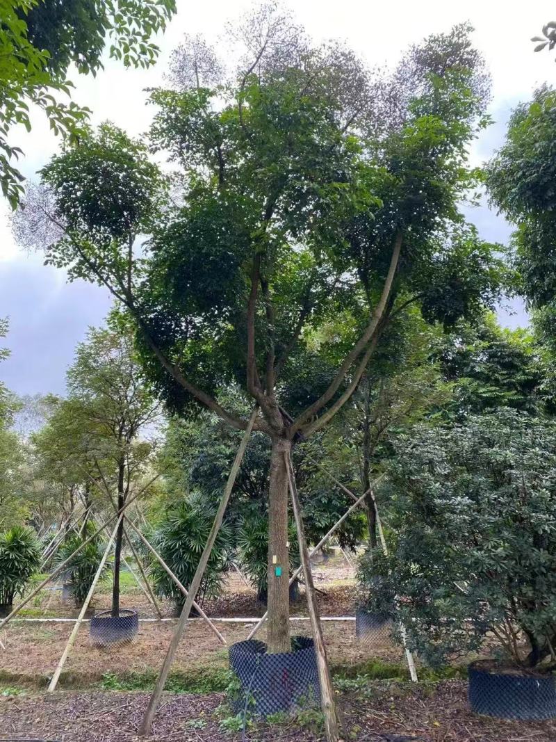 本基地各规格幌伞枫，幸福树基地大量出售