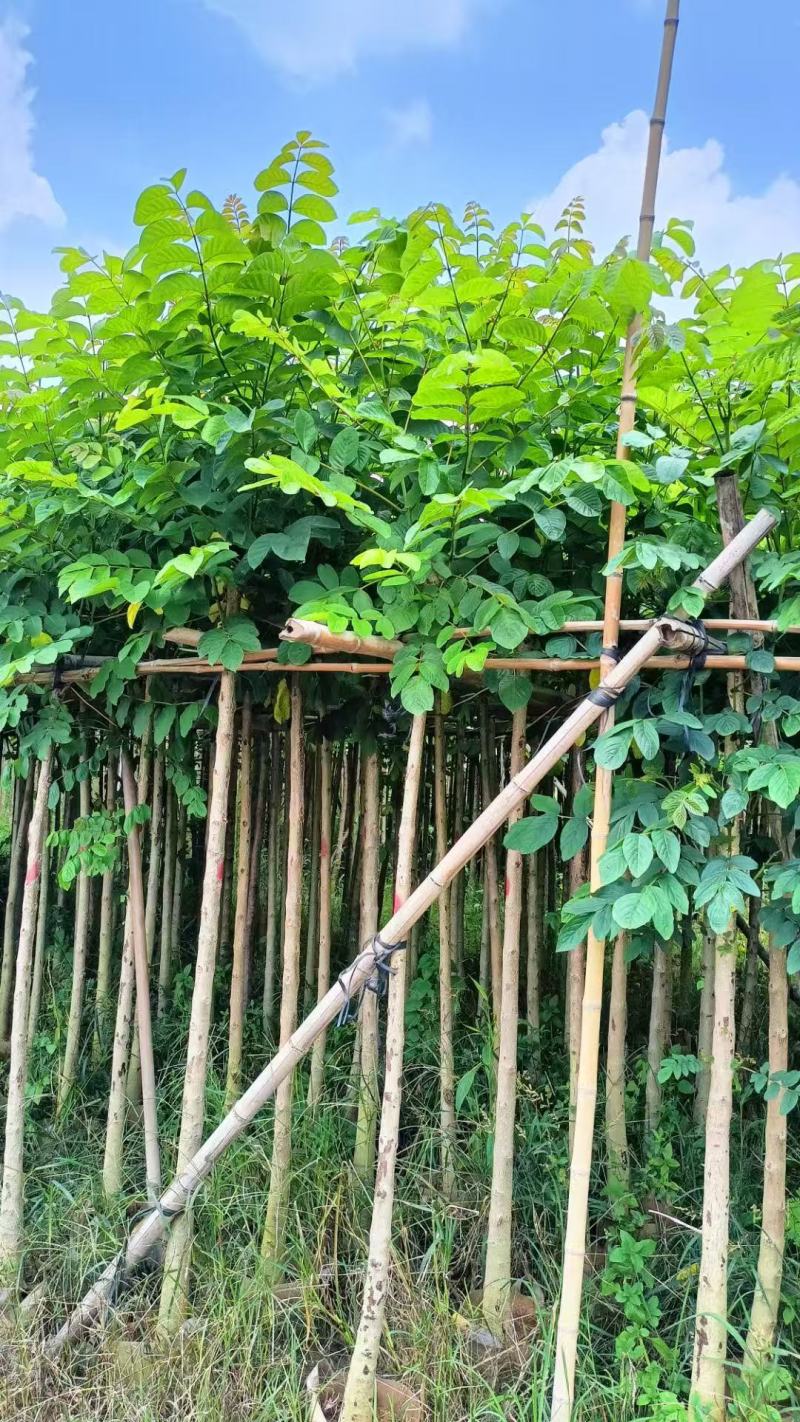 火焰木