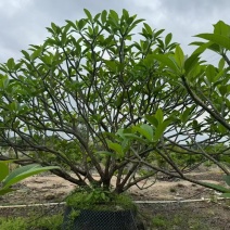 鸡蛋花