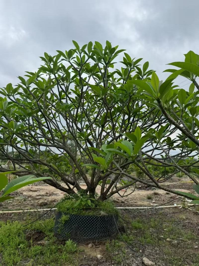鸡蛋花