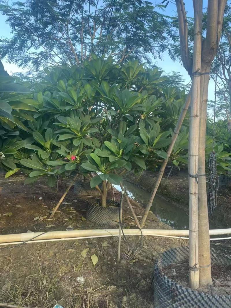 鸡蛋花