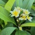 鸡蛋花