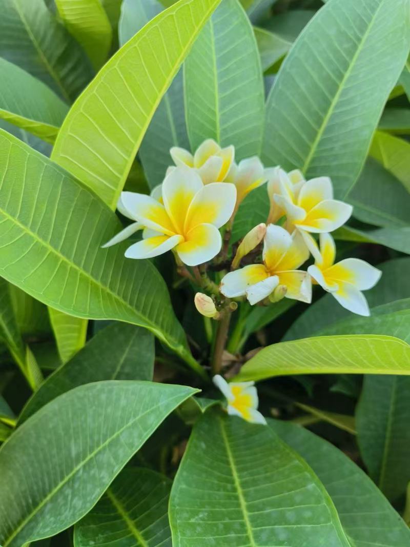 鸡蛋花