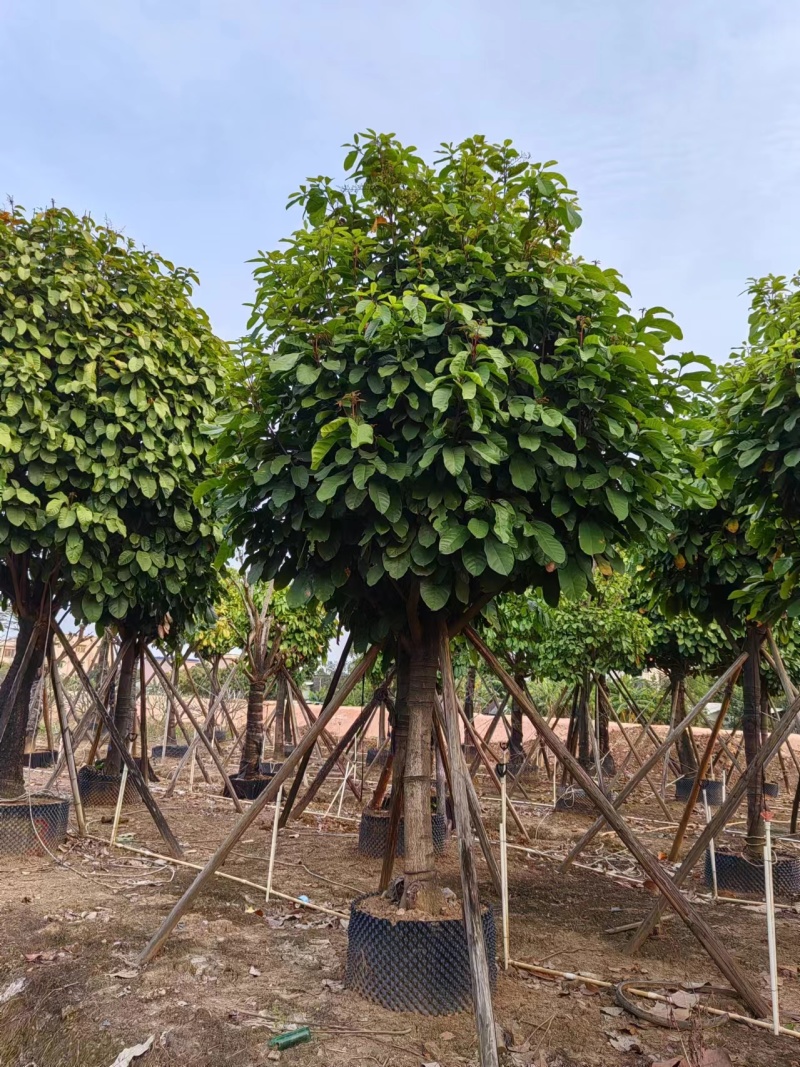 萍婆，真萍婆假萍婆基地大量低价出售