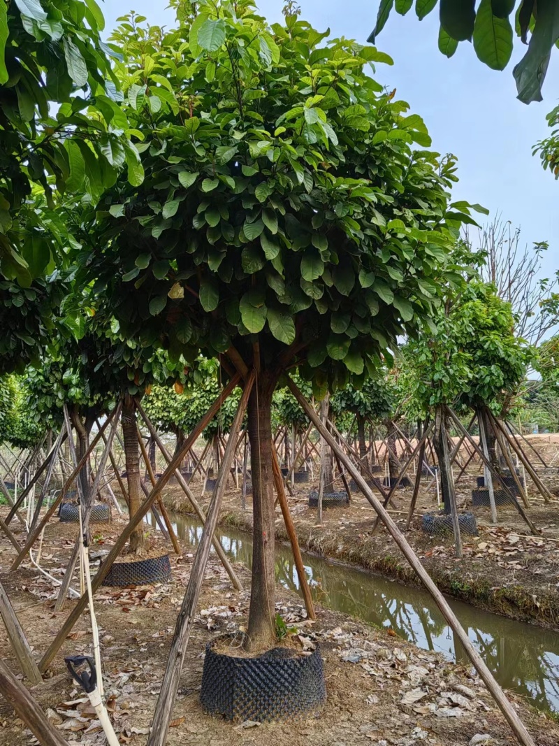 萍婆，真萍婆假萍婆基地大量低价出售