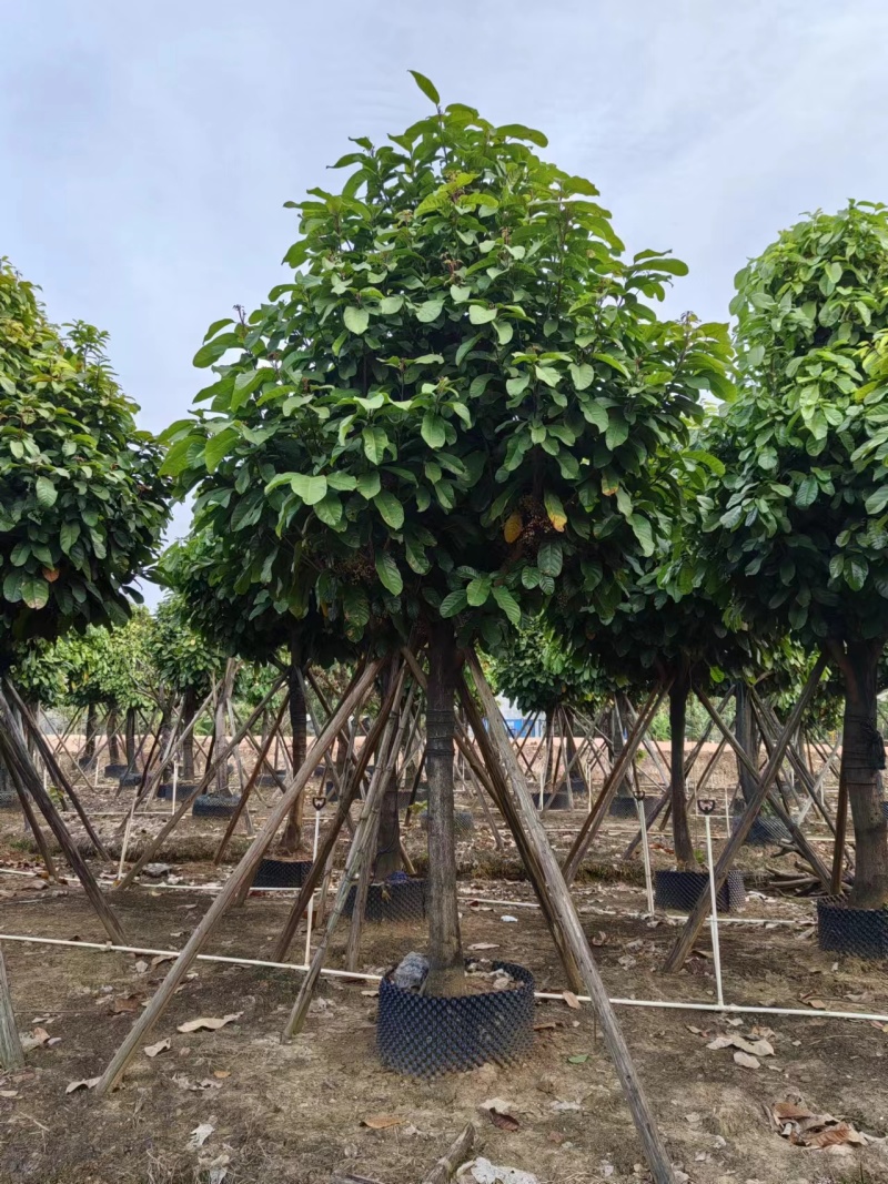 萍婆，真萍婆假萍婆基地大量低价出售