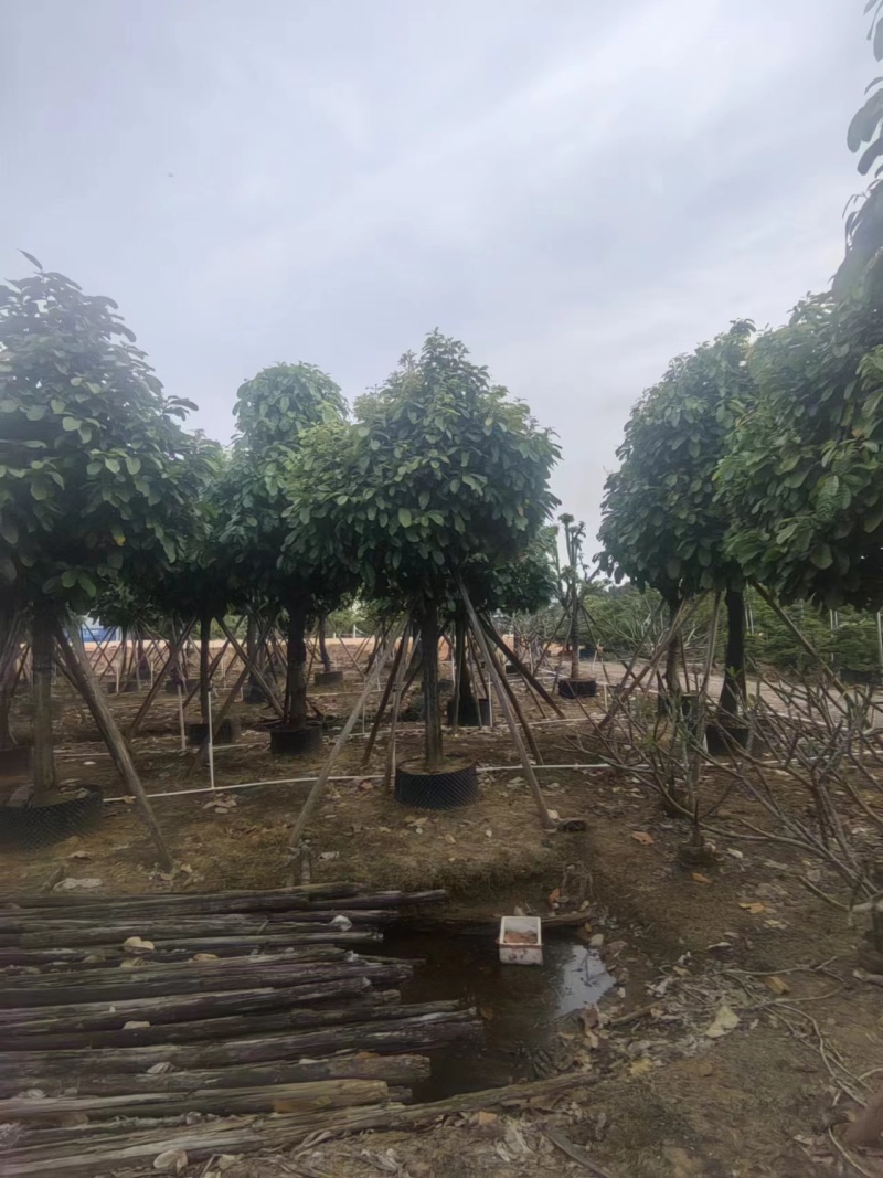 萍婆，真萍婆假萍婆基地大量低价出售