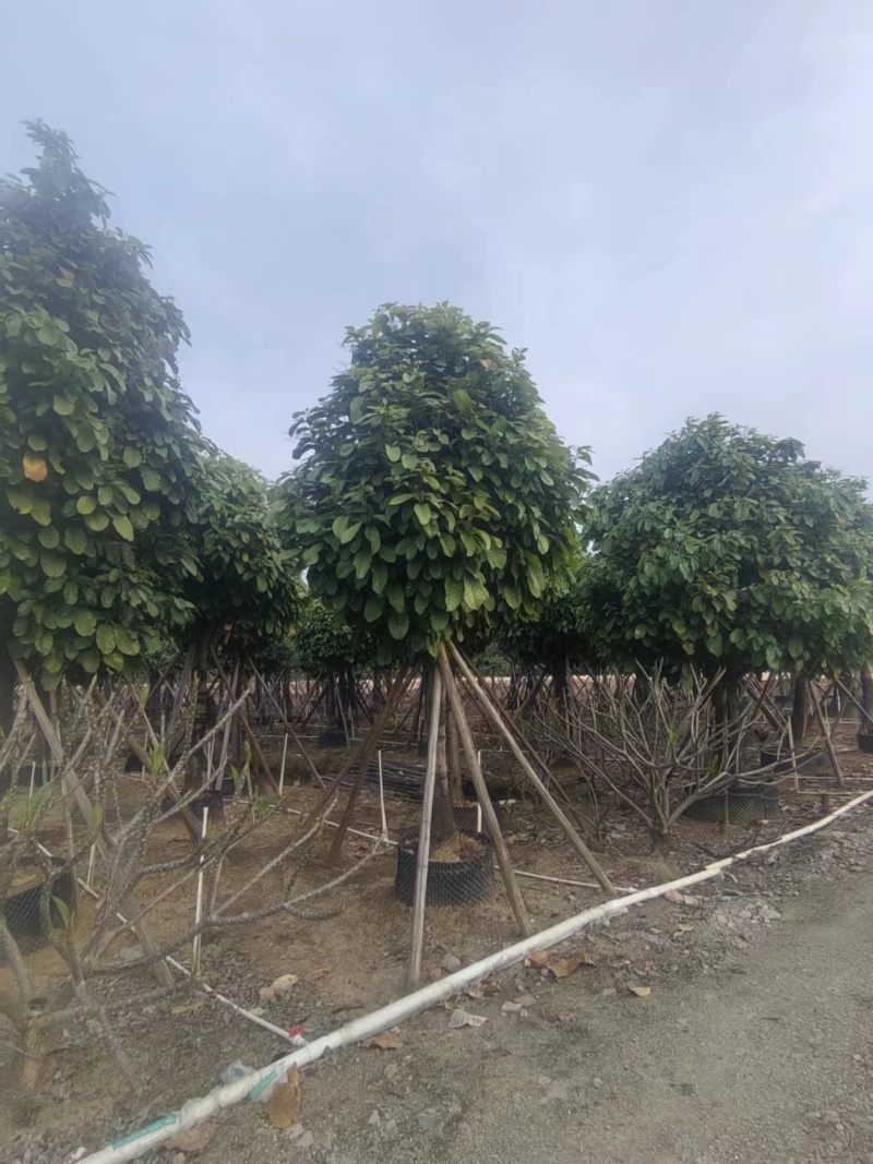 萍婆，真萍婆假萍婆基地大量低价出售