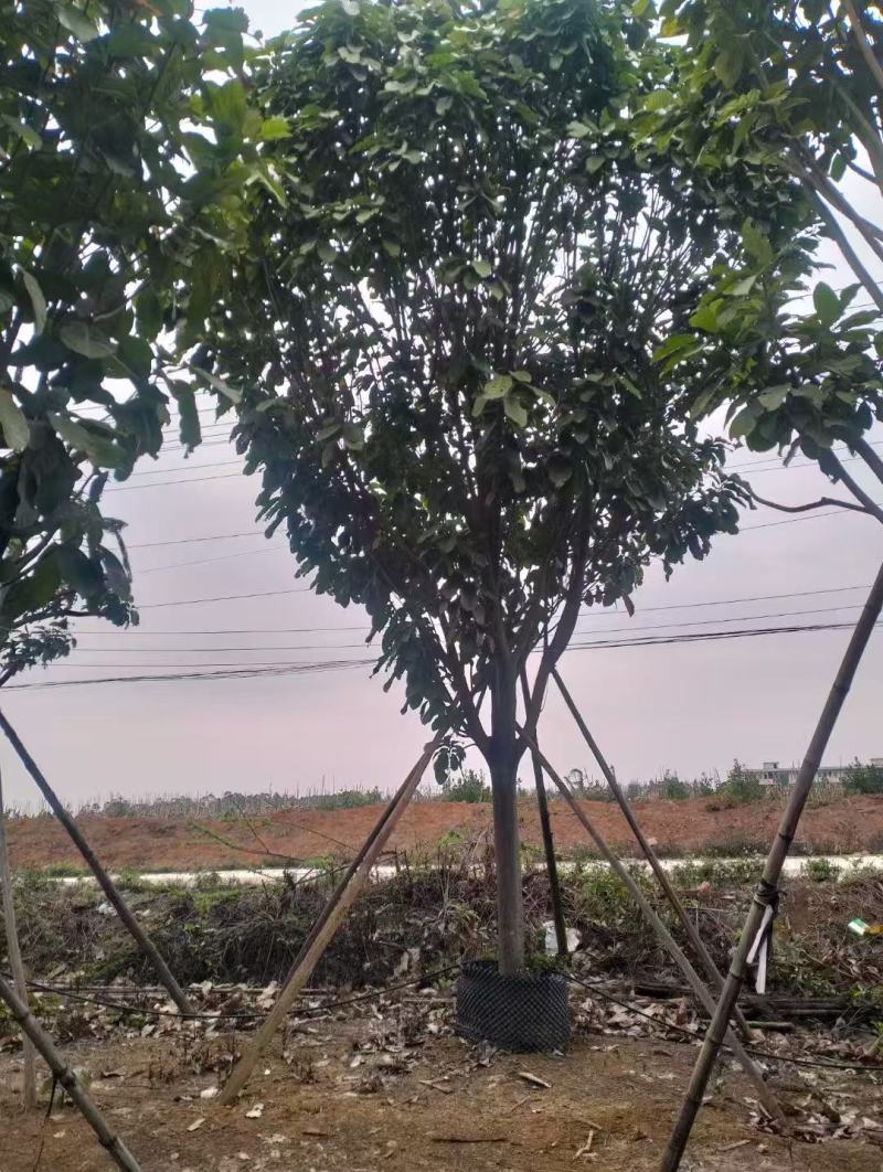 萍婆，真萍婆假萍婆基地大量低价出售