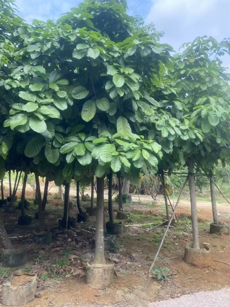萍婆，真萍婆假萍婆基地大量低价出售