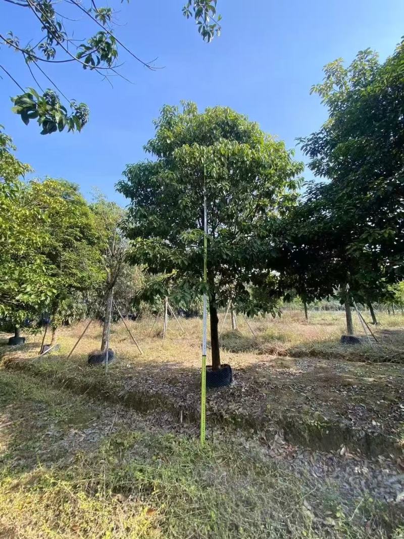 萍婆，真萍婆假萍婆基地大量低价出售