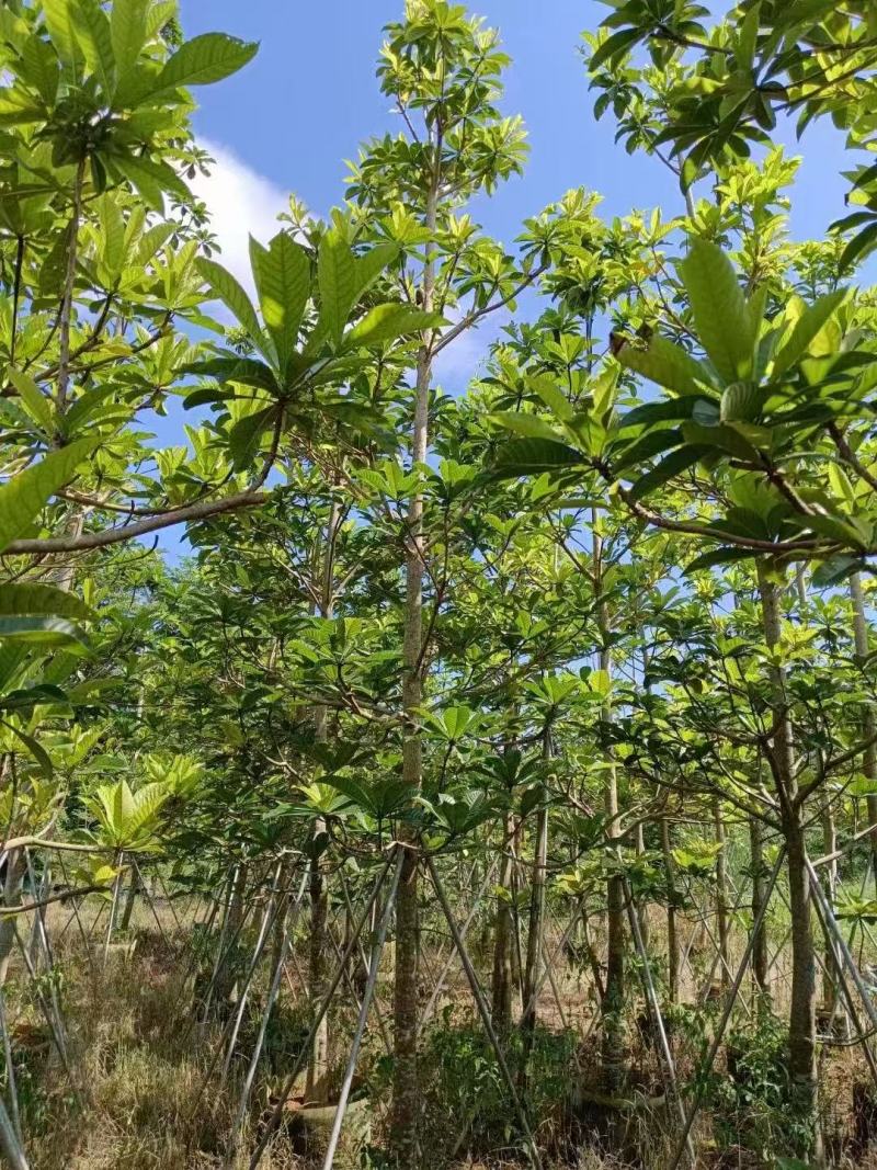 尖叶杜英，大叶杜英，小叶杜英基地大量出售