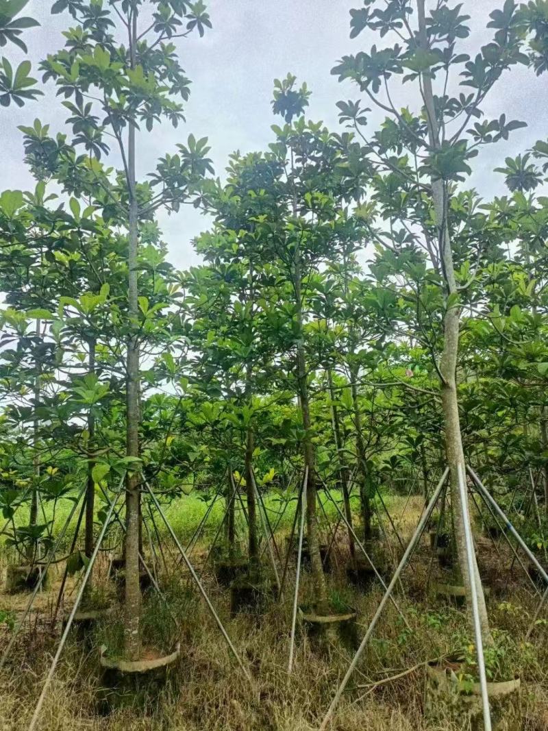 尖叶杜英，大叶杜英，小叶杜英基地大量出售