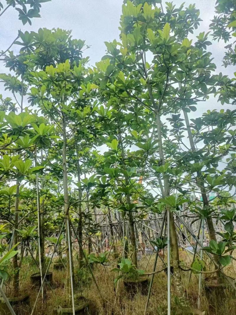 尖叶杜英，大叶杜英，小叶杜英基地大量出售