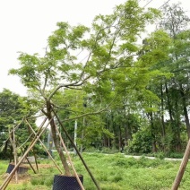 本基地大量降香供应