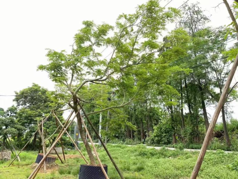 本基地大量降香供应