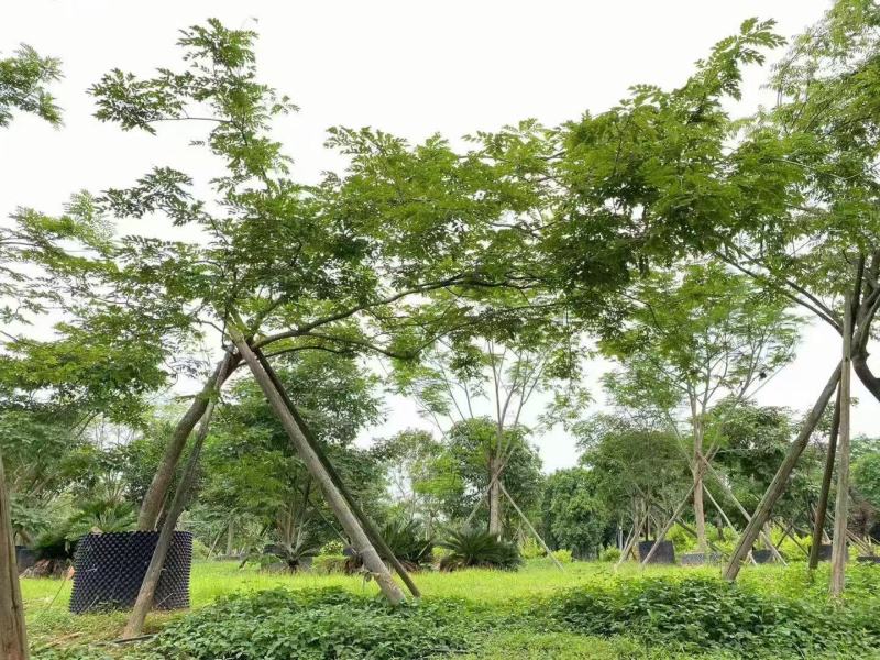 本基地大量降香供应