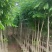 本基地大量降香供应