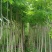 本基地大量降香供应
