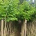 本基地大量降香供应