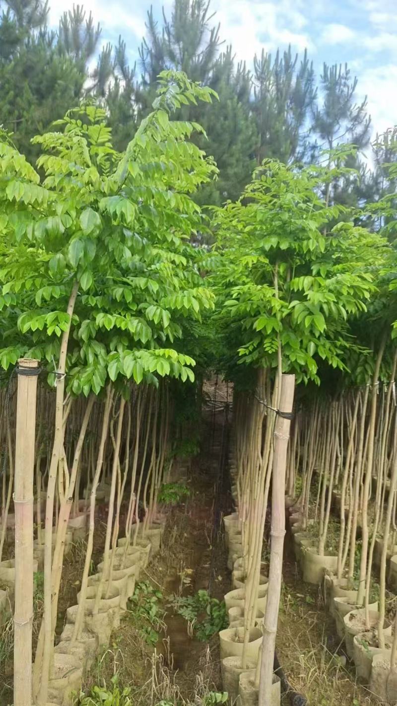 本基地大量降香供应
