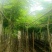 本基地大量降香供应