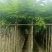本基地大量降香供应