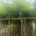 本基地大量降香供应